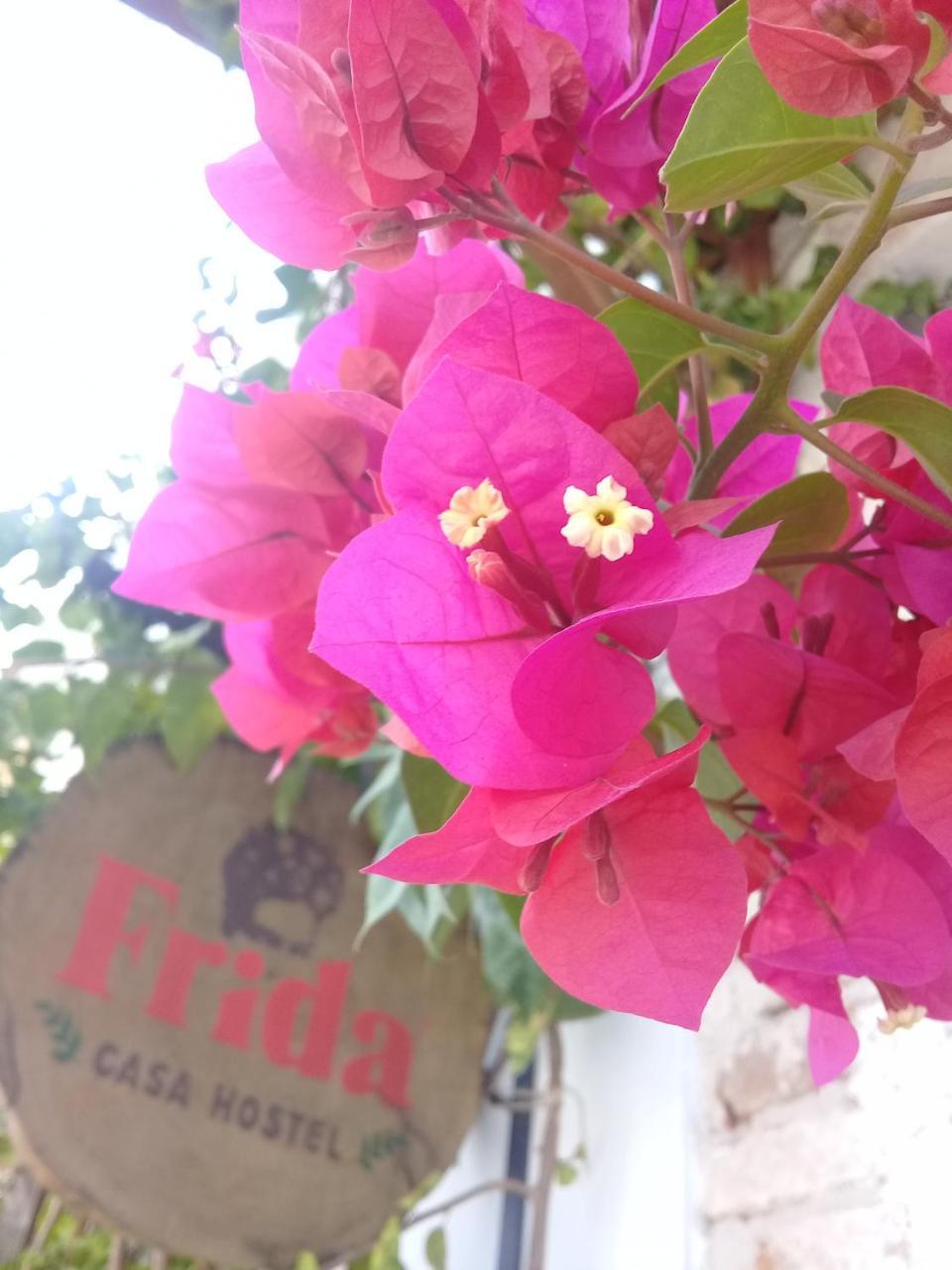 Frida Casa Hostel Pelotas Kültér fotó